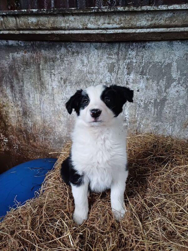 collie pups for sale in Ballymoney, County Antrim - Image 3