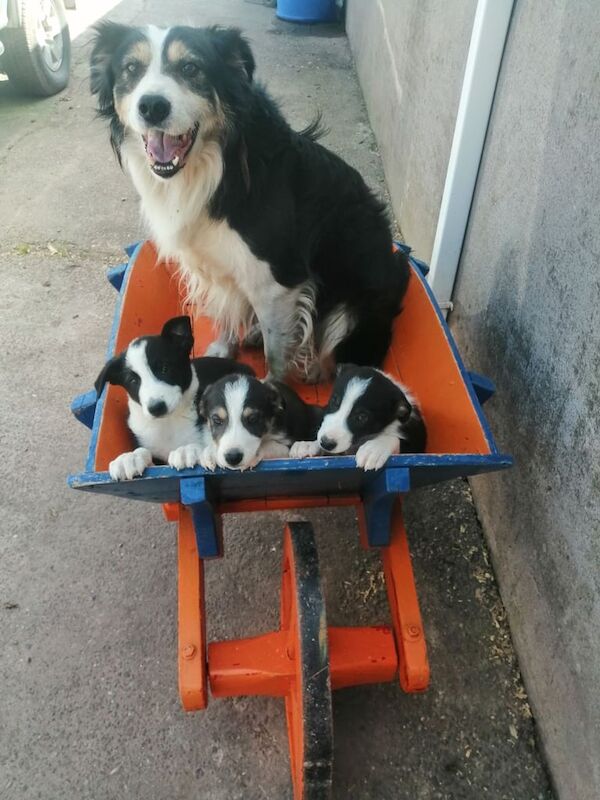 Collie pups for sale in Fintona, County Tyrone
