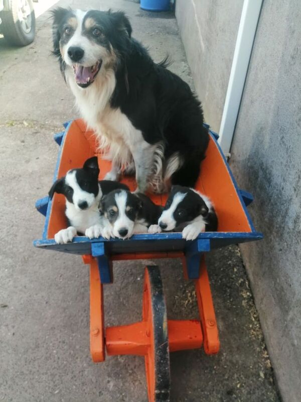 Collie pups for sale in Fintona, County Tyrone - Image 2