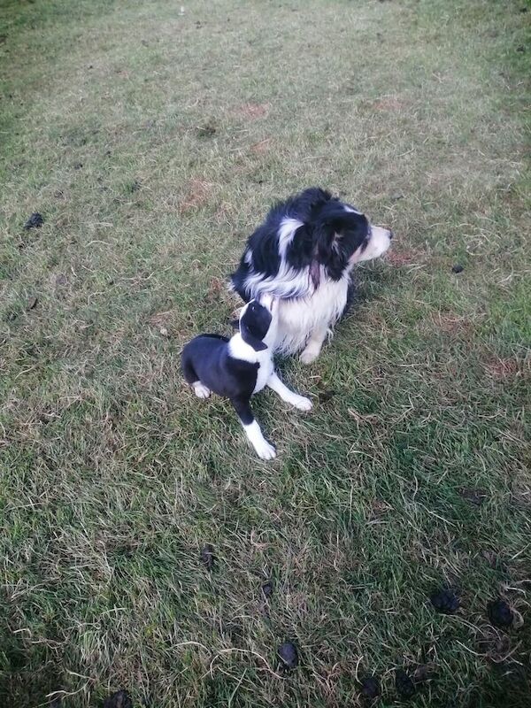 Collie pups for sale in Fintona, County Tyrone - Image 3