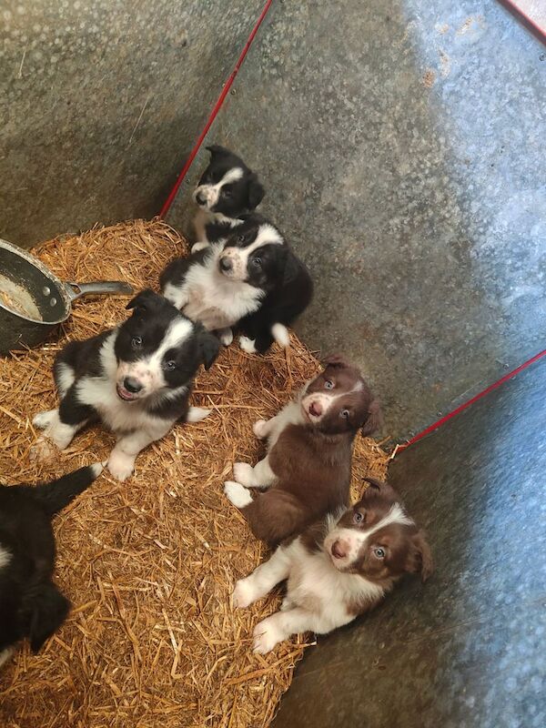 Collie pups for sale in Castledawson, County Londonderry