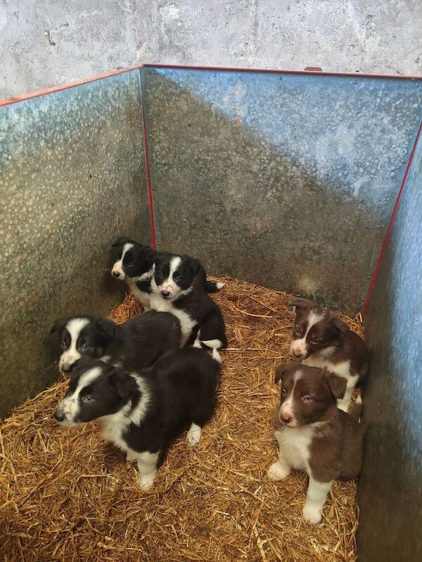Collie pups for sale in Castledawson, County Londonderry | Image 2