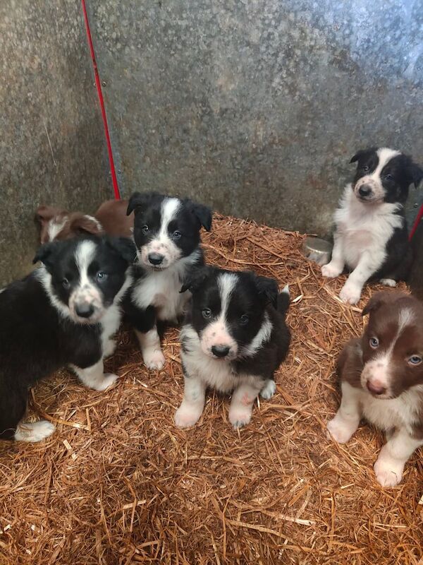 Collie pups for sale in Castledawson, County Londonderry | Image 3
