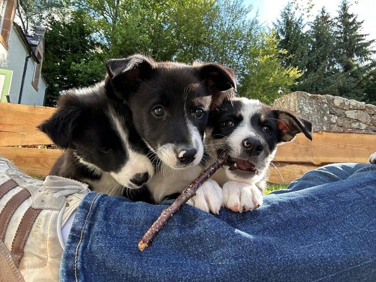 Collie Pups for sale in Tain, Ross and Cromarty