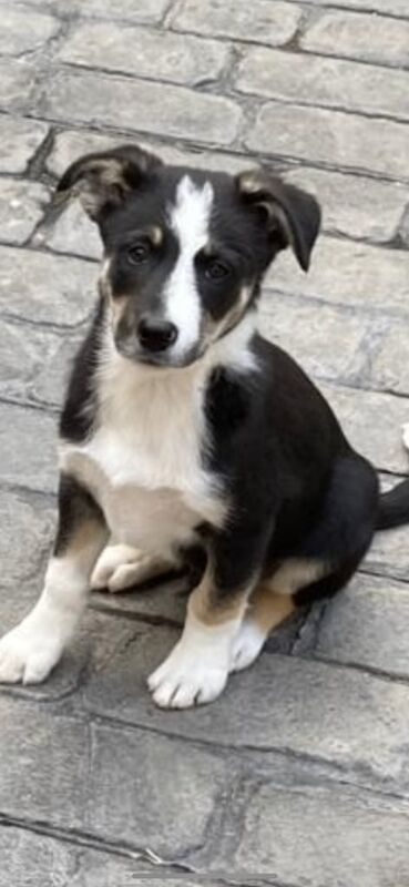 Collie Pups for sale in Tain, Ross and Cromarty | Image 2