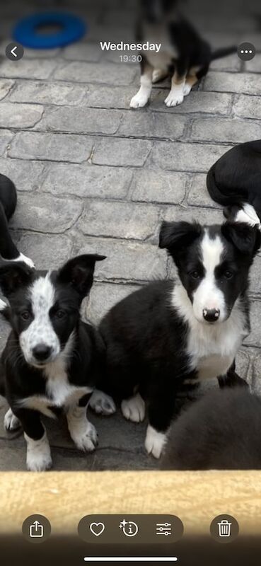 Collie Pups for sale in Tain, Ross and Cromarty | Image 3