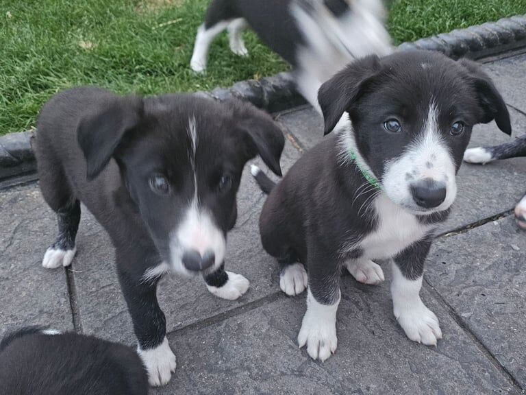 Border Collie puppies for sale in Crossgar, County Down – 8 weeks old