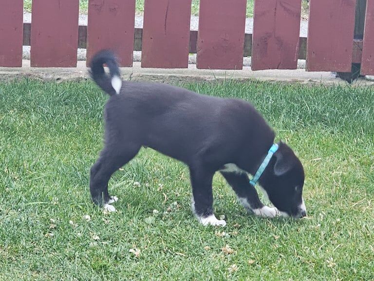 Border Collie puppies for sale in Crossgar, County Down – 8 weeks old - Image 2 of 3
