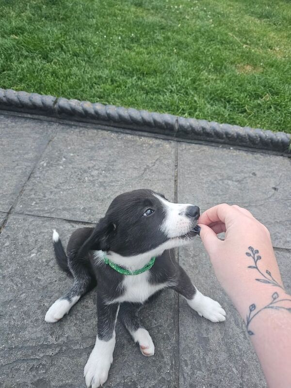 Border Collie puppies for sale in Crossgar, County Down – 8 weeks old - Image 3 of 3