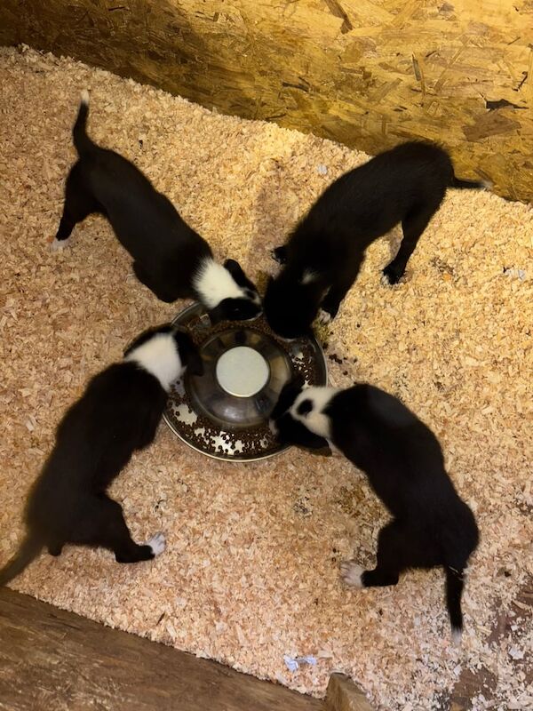 Border Collie puppies for sale in Armagh, County Armagh – 10 weeks old