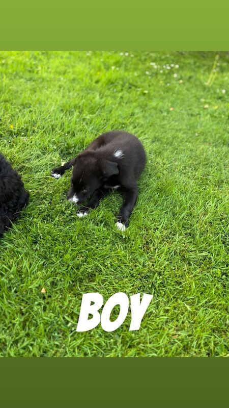 Border Collie puppies for sale in Armagh, County Armagh – 10 weeks old - Image 2 of 3