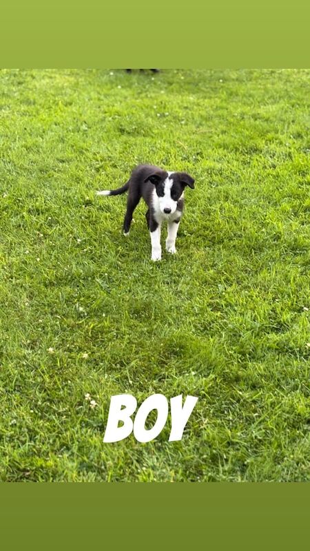 Border Collie puppies for sale in Armagh, County Armagh – 10 weeks old - Image 3 of 3