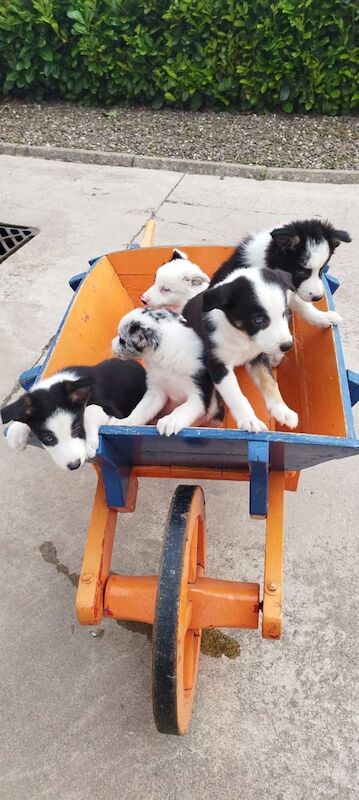 Border Collie puppies for sale in Fintona, County Tyrone – 10 weeks old