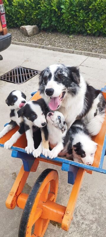 Border Collie puppies for sale in Fintona, County Tyrone – 10 weeks old - Image 2 of 3