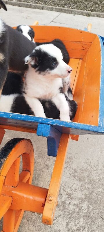 Border Collie puppies for sale in Fintona, County Tyrone – 10 weeks old - Image 3 of 3