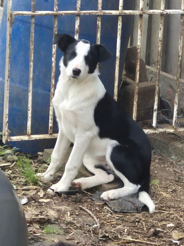 Border Collie puppies for sale in Castlederg, County Tyrone – 10 weeks old