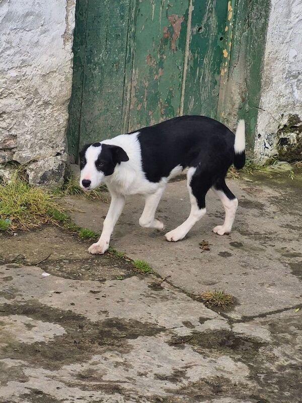 Border Collie puppies for sale in Castlederg, County Tyrone – 10 weeks old - Image 2 of 3