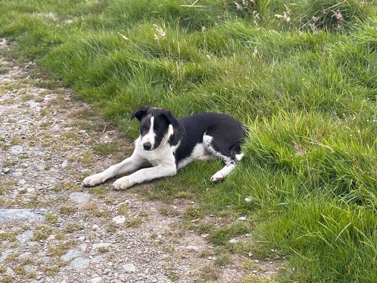 Border Collie puppies for sale in Brechin, Angus – 11 weeks old