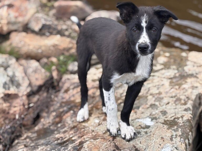 Border Collie puppies for sale in Brechin, Angus – 11 weeks old - Image 2 of 3