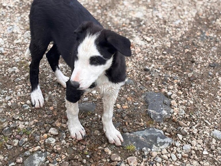 Border Collie puppies for sale in Brechin, Angus – 11 weeks old - Image 3 of 3