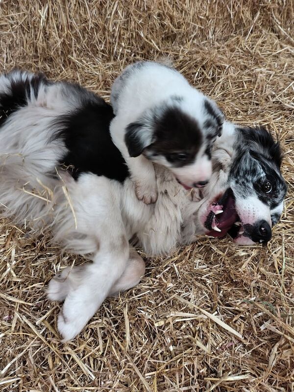 Border Collie puppies for sale in Fintona, County Tyrone – 11 weeks old