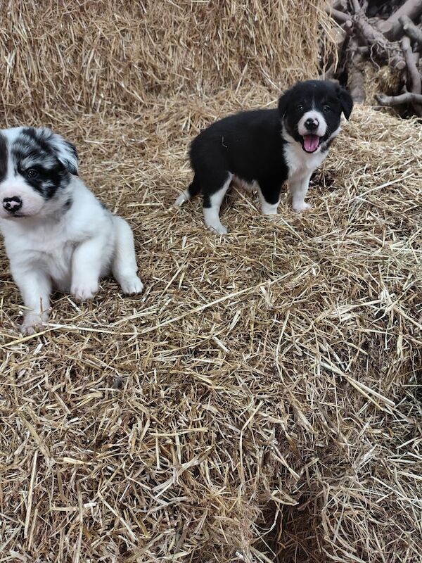 Border Collie puppies for sale in Fintona, County Tyrone – 11 weeks old - Image 2 of 3