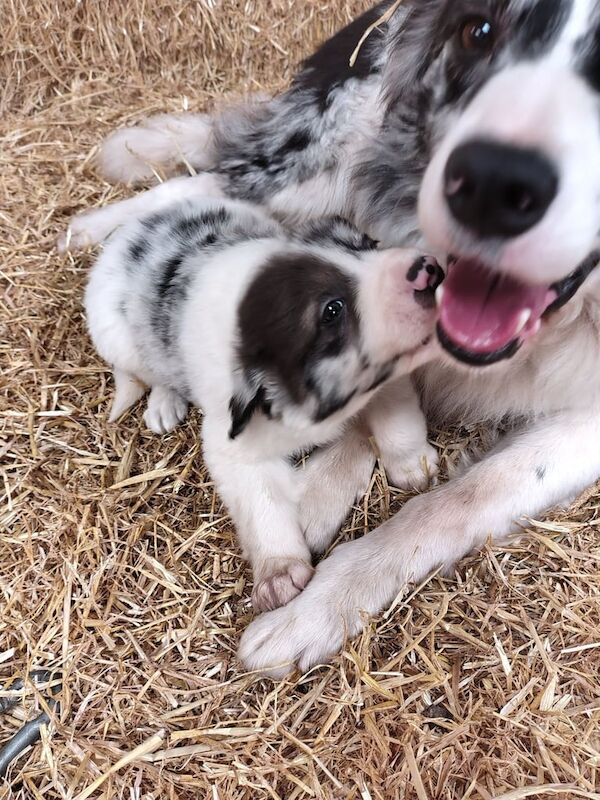 Border Collie puppies for sale in Fintona, County Tyrone – 11 weeks old - Image 3 of 3