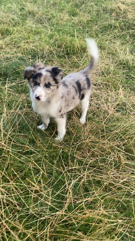 Border Collie puppies for sale in Banff, Banffshire – 9 weeks old