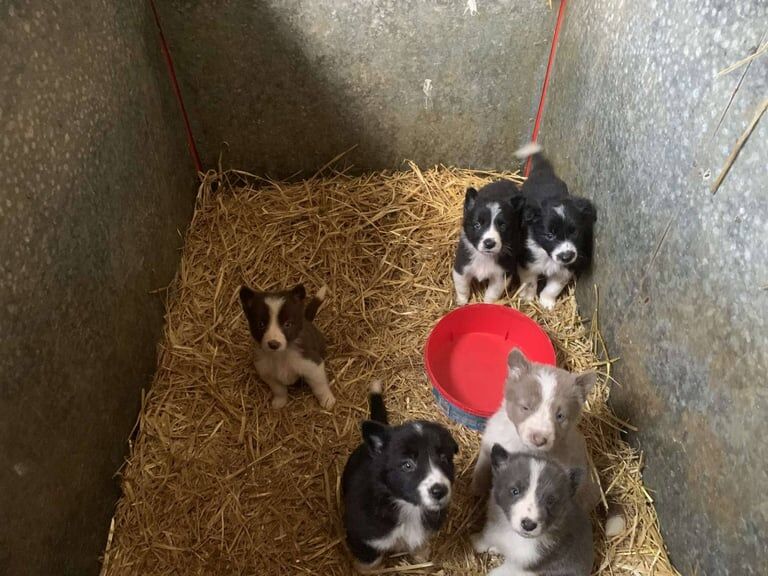 Border Collie puppies for sale in Castledawson, County Londonderry – 9 weeks old - Image 2 of 3