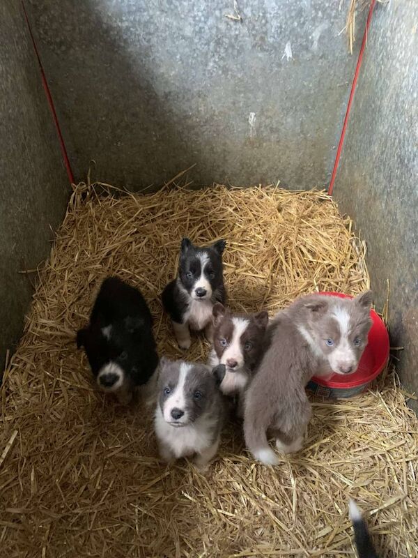 Border Collie puppies for sale in Castledawson, County Londonderry – 9 weeks old - Image 3 of 3