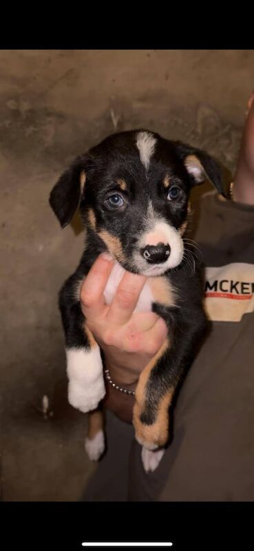 Border Collie puppies for sale in Ballyclare, County Antrim – 7 weeks old