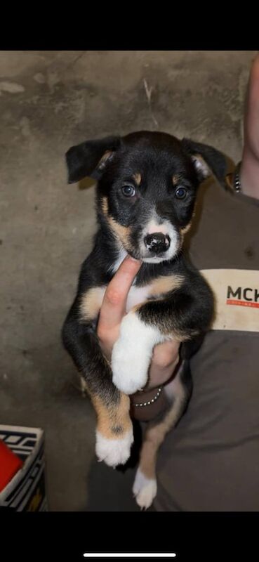Border Collie puppies for sale in Ballyclare, County Antrim – 7 weeks old - Image 2 of 3