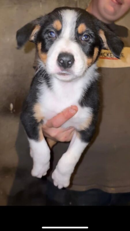 Border Collie puppies for sale in Ballyclare, County Antrim – 7 weeks old - Image 3 of 3