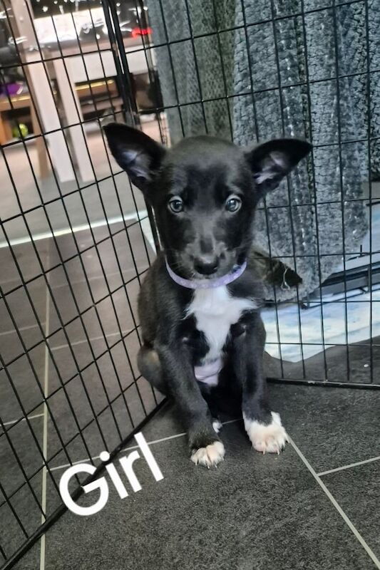 Border Collie puppies for sale in Ebbw Vale / Glyn Ebwy, Gwent – 8 weeks old
