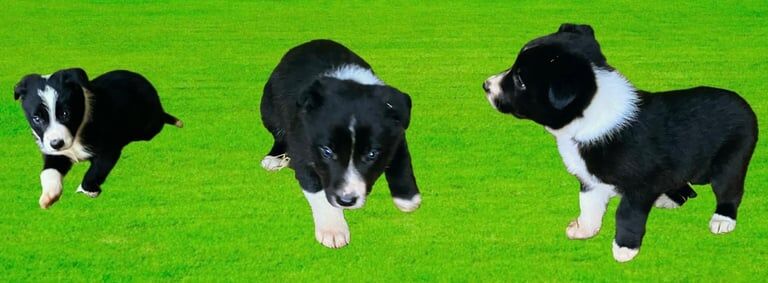 Border Collie puppies for sale in Dungannon, County Tyrone – 9 weeks old