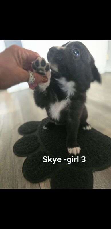 Border Collie puppies for sale in Blantyre, Lanarkshire – 6 weeks old
