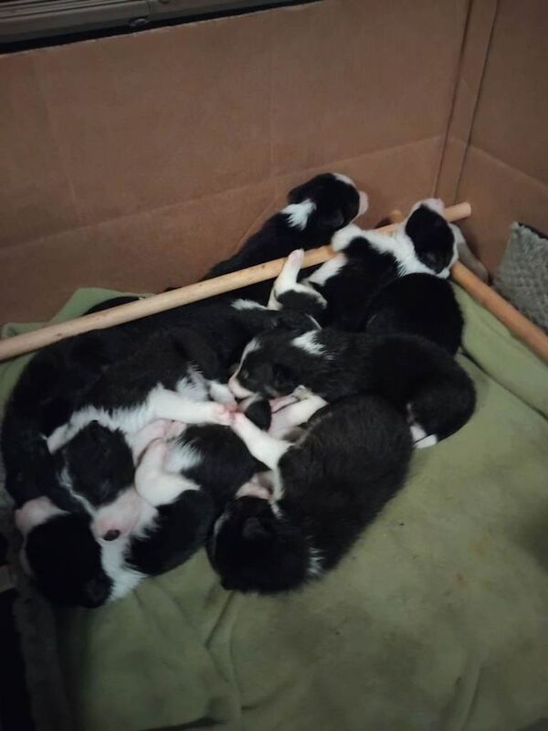 Border Collie Puppies For Sale Under £1,000