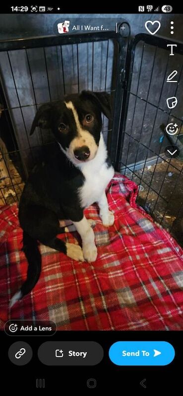 Border Collie puppies for sale in Ballyclare, County Antrim – 4 months old - Image 2 of 5