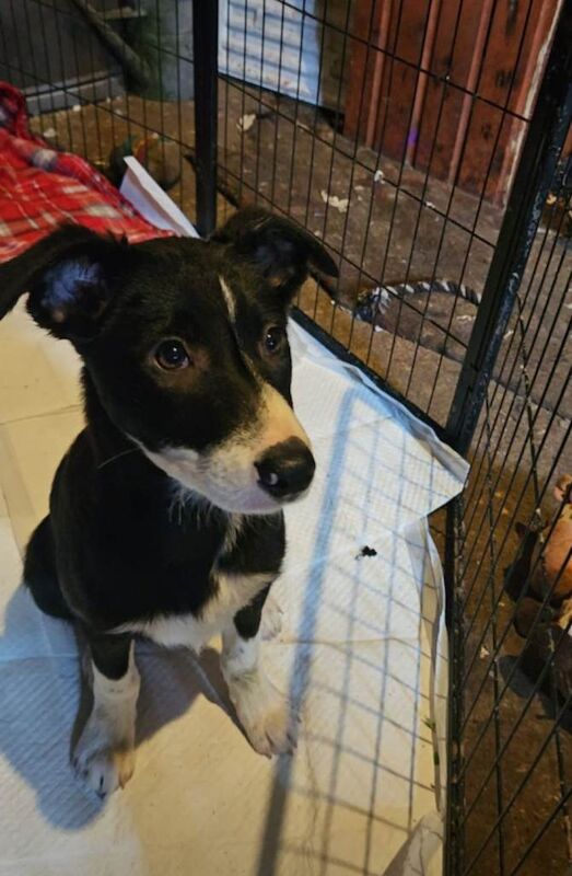 Border Collie puppies for sale in Ballyclare, County Antrim – 4 months old - Image 4 of 5