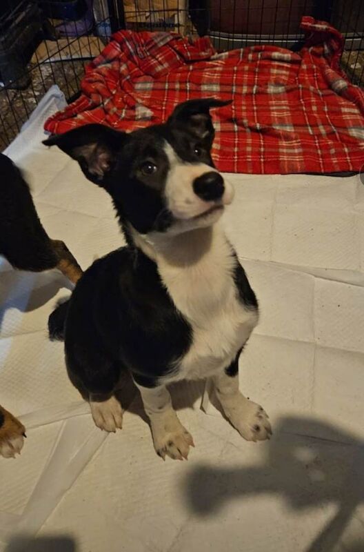 Border Collie puppies for sale in Ballyclare, County Antrim – 4 months old - Image 5 of 5