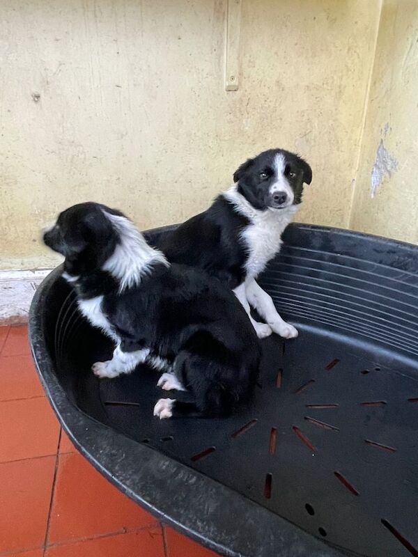 Border Collie puppies for sale in Lockerbie, Dumfries – 3 months old - Image 2 of 5