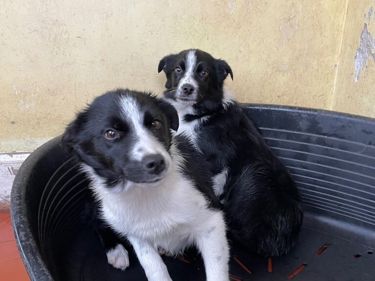 Border Collie puppies for sale in Lockerbie, Dumfries – 3 months old - Image 4 of 5