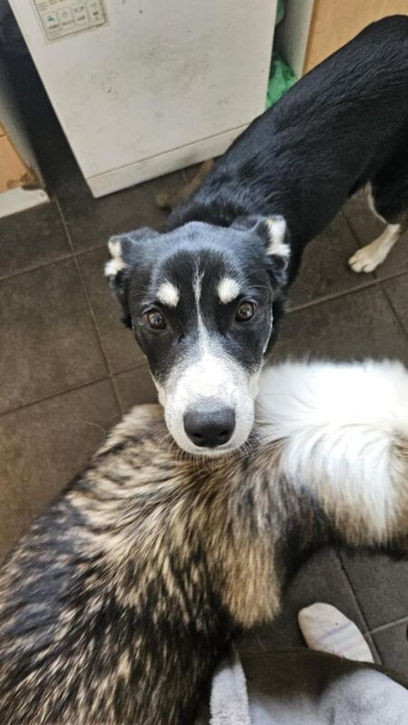 Collie x for sale in Macduff, Banffshire