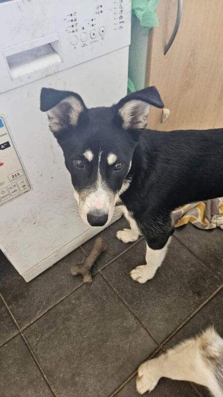 Collie x for sale in Macduff, Banffshire | Image 2