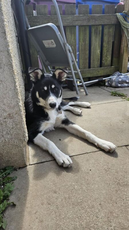 Collie x for sale in Macduff, Banffshire | Image 3