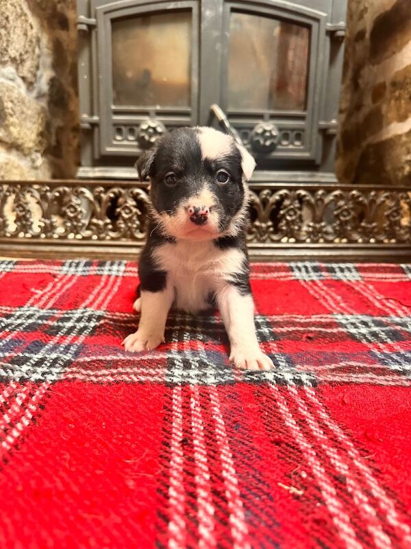 Collie x blue brindle American bulldog puppies