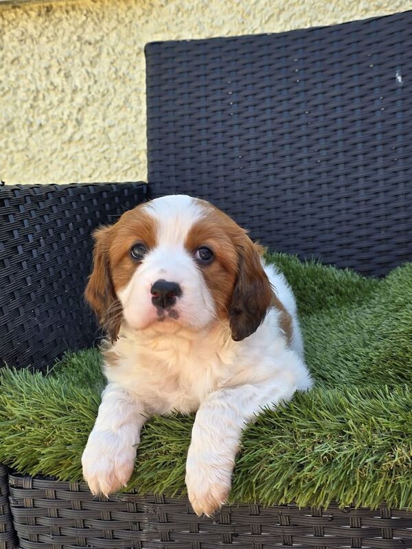 Border Collie puppies for sale in Tregaron, Dyfed – 7 weeks old