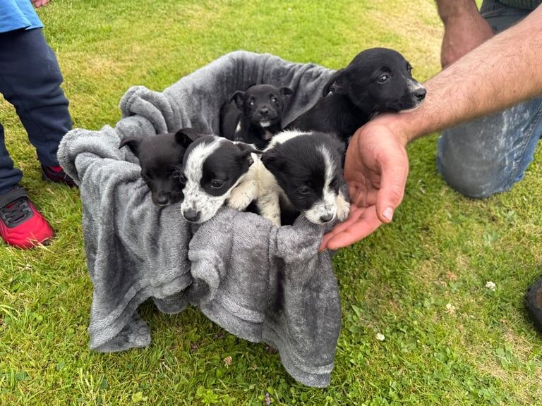 Border Collie puppies for sale in Newry, County Armagh – 8 weeks old
