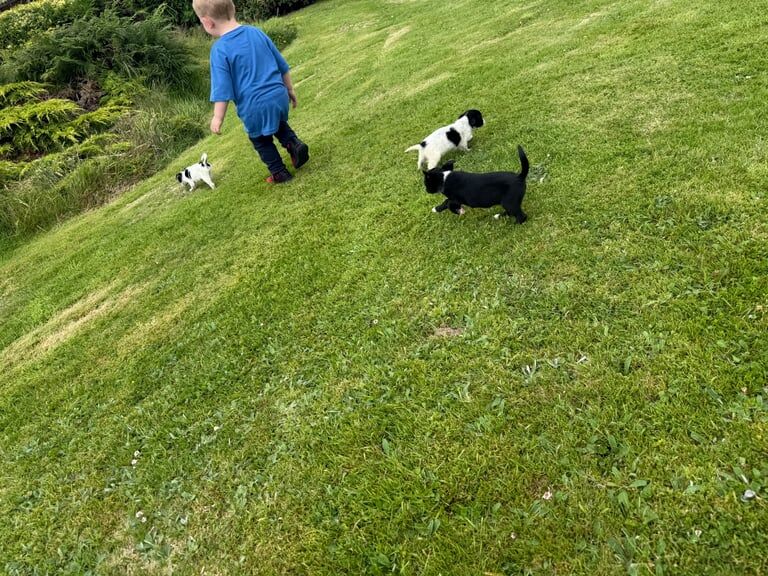 Border Collie puppies for sale in Newry, County Armagh – 8 weeks old - Image 2 of 3