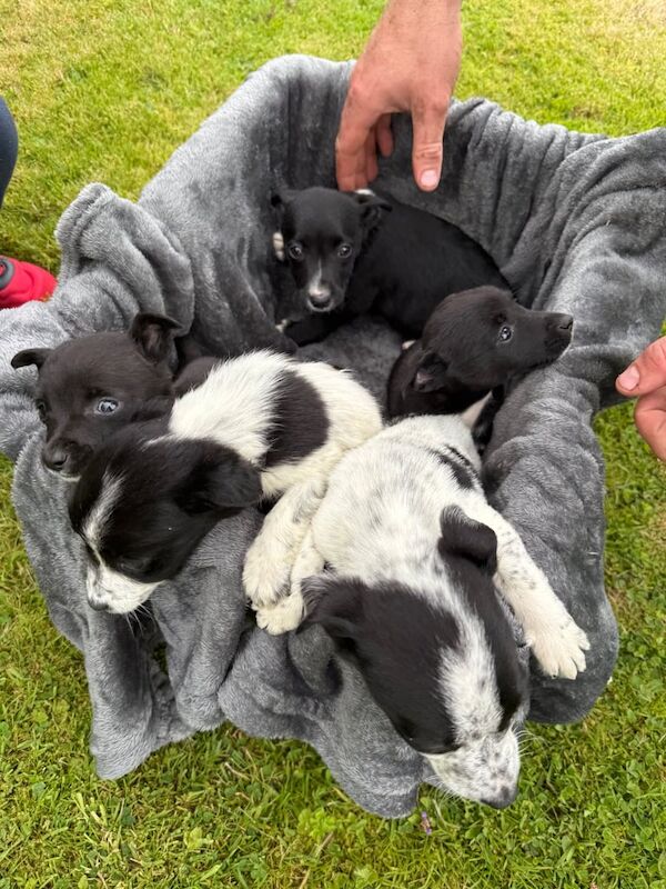 Border Collie puppies for sale in Newry, County Armagh – 8 weeks old - Image 3 of 3